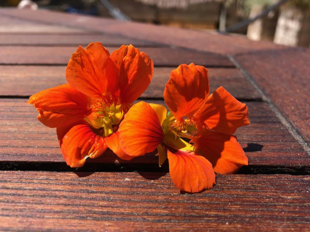 La Terrasse Des Capucines Διαμέρισμα Σετ Εξωτερικό φωτογραφία